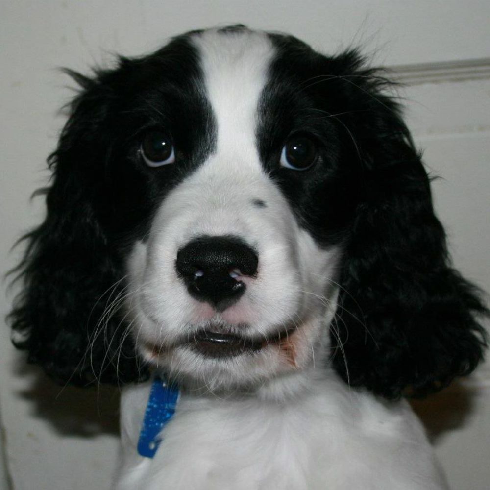 Meet your Posher, Molly